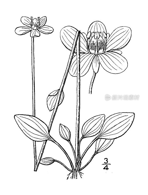 古植物学植物插图:Parnassia Parviflora, parnassus的小花草